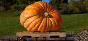 Преди Хелоуин: Тикви счупиха рекорд в САЩ (СНИМКА)