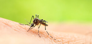 Комарите не могат да разпространяват COVID-19