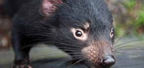 3000 години по-късно: Тасманийският дявол се завръща в Австралия (ВИДЕО+СНИМКИ)