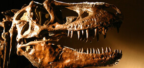 Продадоха скелет на тиранозавър за 32 млн. долара (СНИМКИ)
