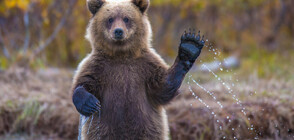 Избраха най-дебелата мечка в Аляска (СНИМКА)