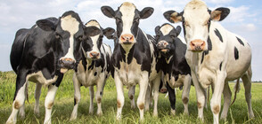 Учени „изсветлиха" крави, за да ги направят по-устойчиви на глобалното затопляне