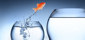 Учени черпят вдъхновение от рибите за по-бързи самолети