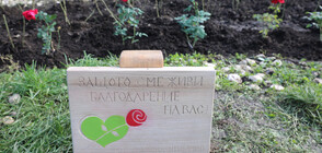 Засадиха розова градина в знак на почит към донорите (СНИМКИ)