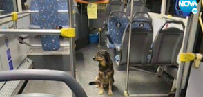 ЩАСТЛИВА РАЗВРЪЗКА: Откриха изгубено куче в автобус на градския транспорт (ВИДЕО)