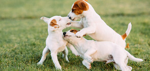 Породите кучета, за които знаем или малко, или нищо (ГАЛЕРИЯ)