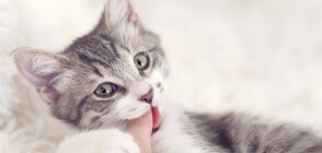 Как да научим котката да не хапе?