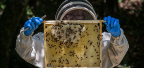 В ИМЕТО НА РЕКОРДА: Мъж се покри с хиляди пчели (СНИМКА)