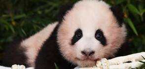 Фу Бао - първата панда, родена в Република Корея (СНИМКИ)