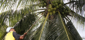 Академия в Бали приема кокосови орехи вместо такса