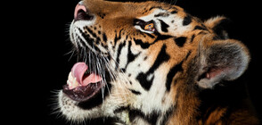 Фотограф засне черен тигър (СНИМКИ)