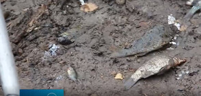 Огромно количество риба загина при източване на язовир край Шумен