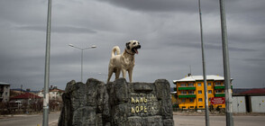 Издигнаха позлатена статуя на куче в Туркменистан (СНИМКИ+ВИДЕО)