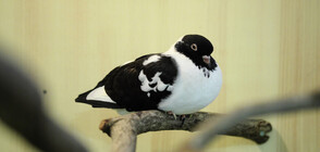 Продадоха състезателен гълъб за рекордните 1,6 милиона евро