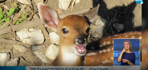 Петнисто еленче - най-новото попълнение в зоопарка в София (ВИДЕО)