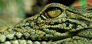 СМЕЛО СЪРЦЕ: Мъж бръкна в устата на крокодил, за да спаси кучето си (ВИДЕО)