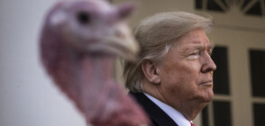 НОВ ВОТ В БЕЛИЯ ДОМ: Избират коя пуйка да помилва Доналд Тръмп (ВИДЕО+СНИМКИ)