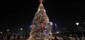 Sofia's Christmas Tree lights start shining