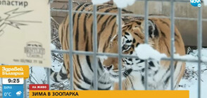 Животните в Софийския зоопарк се зарадваха на първия сняг (ВИДЕО)