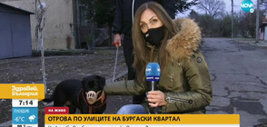 Отрова по улиците на Бургас: Кой избива бездомните животни?