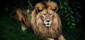 Четири лъва в зоопарка в Барселона са дали положителен тест за COVID-19