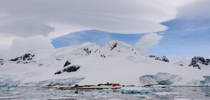 Откриха „странни създания” под антарктическия лед
