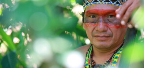 Бразилско племе се пази от COVID-19 със специален чай