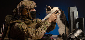 Мъж щурмува с оръжие приют за животни, търсел котката си