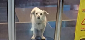 Кучето, което чака 6 дни своя стопанин пред болница (ВИДЕО)
