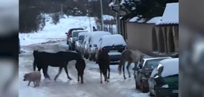 Къдраво прасе поведе стадо коне в столичен квартал (ВИДЕО)