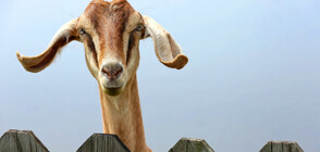 Британка дава под наем кози за срещи в Zoom (СНИМКИ)