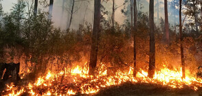 Над 70 къщи са унищожени от горски пожар в Австралия