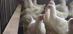 Унищожават близо 100 хил. птици във ферма в Славяново заради инфлуенца