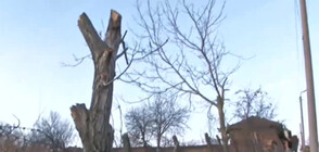 Жители на село обвиняват Енергото в изсичане на дървета в дворовете им