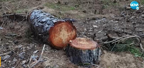 Недоволство заради сеч на дървета край Черноморец