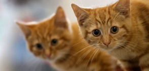 Френски меценат включи котките в Ермитажа в завещанието си (СНИМКИ)