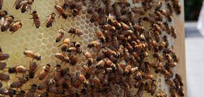 Проверяват състоянието на пчелните семейства у нас