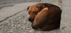 Отчитат сериозен ръст на изоставените кучета (ВИДЕО)