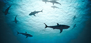 Семейство плува сред акули в Кабо Верде (ВИДЕО)