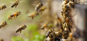"В ерата на водолея": Интернет на пчелите - пазители на бъдеще