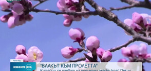 В Китай тръгна "Влакът към пролетта" (ВИДЕО)