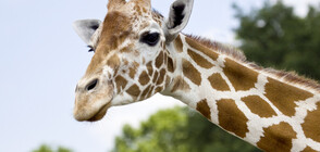 Девет жирафа бяха спасени от потъващ остров в Кения