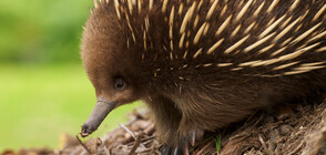 Австралийски зоопарк представи рядко бебе ехидна