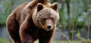 Мечка се измъкна невредима от опасна среща с електрически стълб