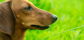 Хората могат да "заразяват" кучетата със стрес