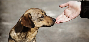 По идея на кмета: Глоба до 500 лв., ако храниш бездомни кучета в Кричим