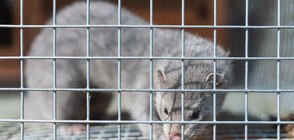 Министерството на земеделието на проверка във ферма за норки