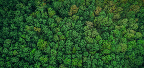 И Агенцията по горите е с нов изпълнителен директор