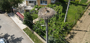 Ветеринари спасяват щъркел със счупен клюн