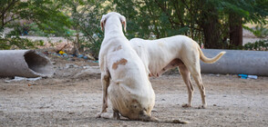 Бездомни кучета нахапаха жена в Мездра